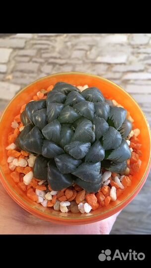 Суккуленты Хавортия