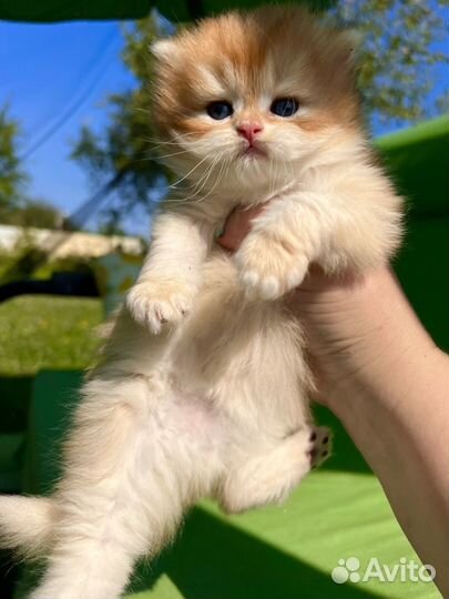 Британские золотые шиншиллы