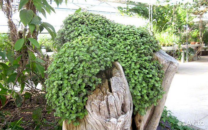 Каллизия ползучая