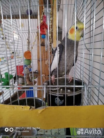 Попугай Корелла с большой клеткой