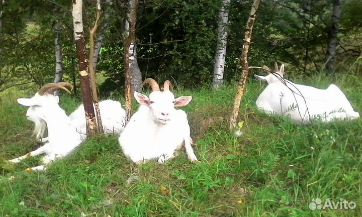 Яйцо деревенское,козье молоко,мясо