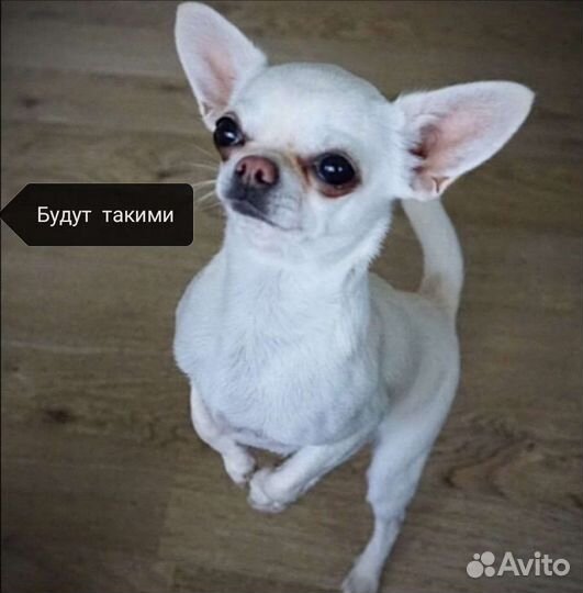 Щенки чихуахуа девочки, на подарок
