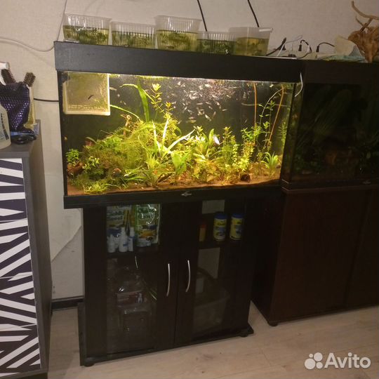 Аквариум Биодизайн 150л