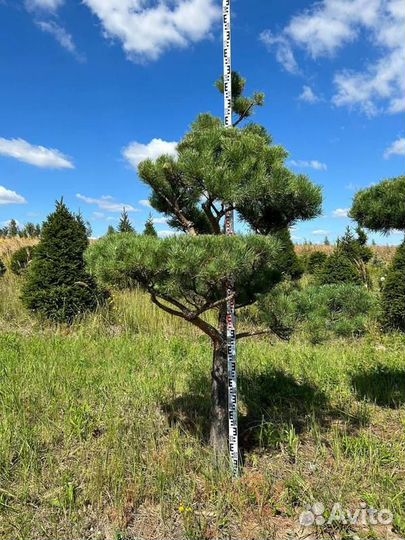 Бонсай сосна 0414