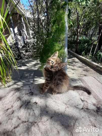Котята в добрые руки бесплатно