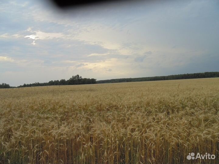 Продам пшеницу 300 тонн