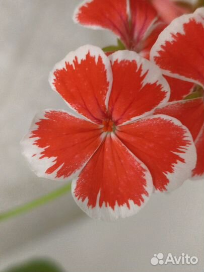 Пеларгонии сортовые