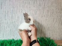Мини карликовый кролик - самый маленький