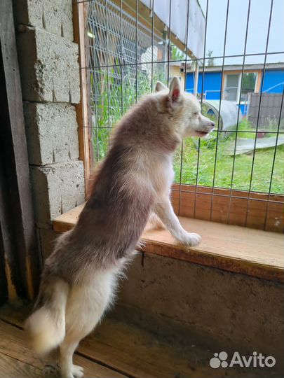 Помски мини хаски