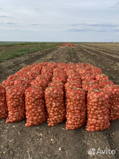 Лук на перо сорт Штутгарт