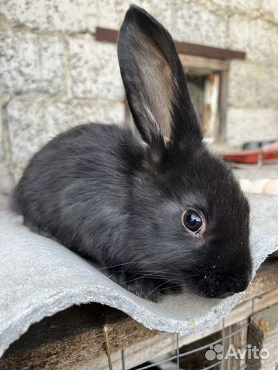 Малыши кролята(бараны)