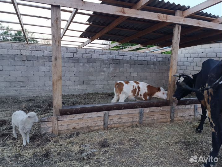 Коровы дойные