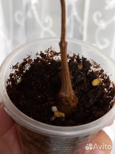 Петопентия