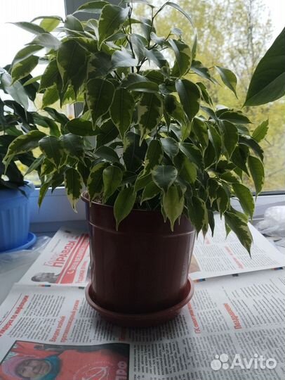 Фикус Бафт