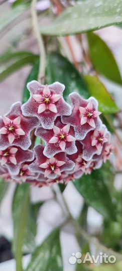 Сансевиерия, кактусы, хойя Пубикаликс