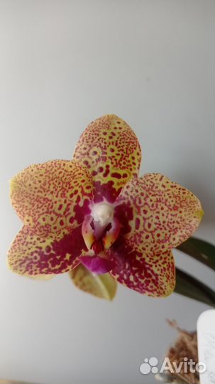 Орхидея MCL158 P. Mituo Reflex DD Mituo 21