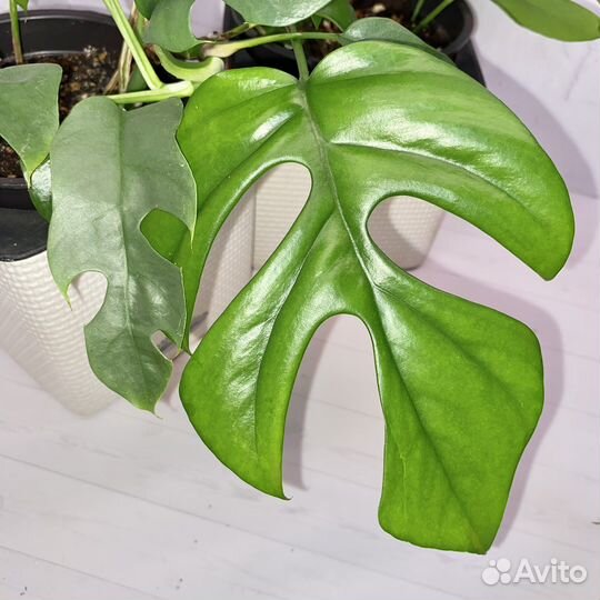 Рафидофора