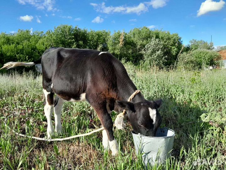 Телята бычки