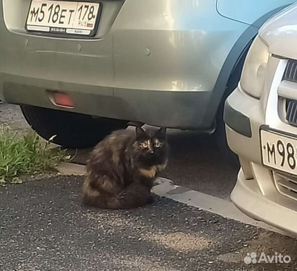 Домашняя кошка брошена у магазина