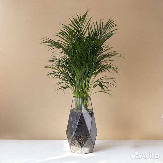 Пальма арека дипсис в кашпо