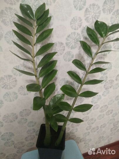 Замиокулькас