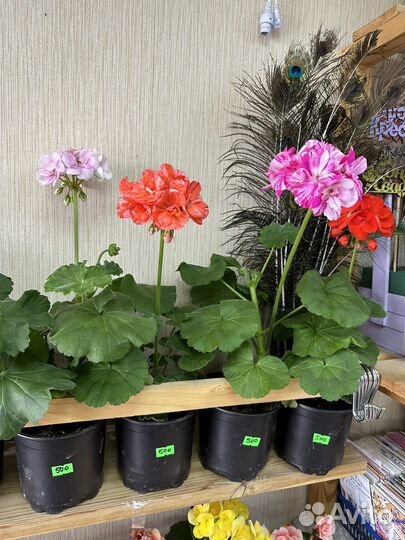 Герань, бегония, цикломен