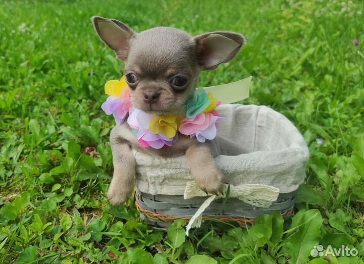 Щенки Чихуахуа. Лиловый и шоколад