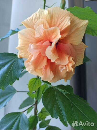 Гибискус махровый, персиковый (китайская роза)