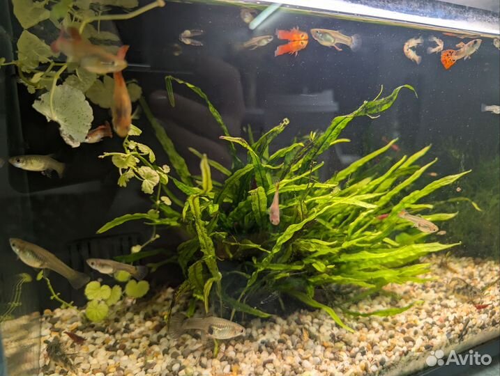 Гуппи и мох стринг