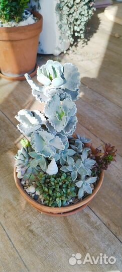 Суккуленты микс