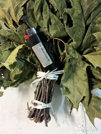 Корм для палочника