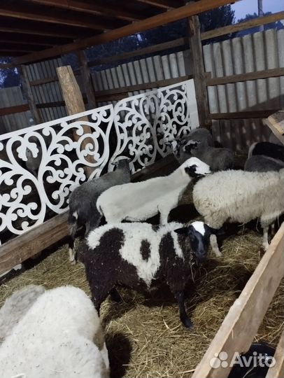 Овцы бараны