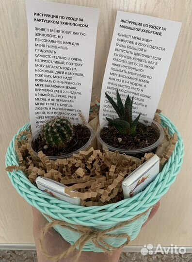 Подарочный набор из растений (эхинопсис+хавортия)