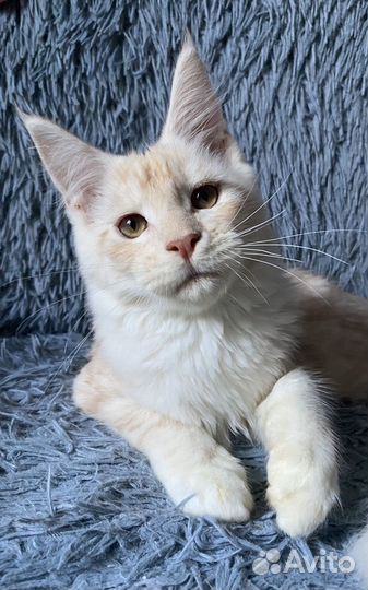 Котята мейн-кун