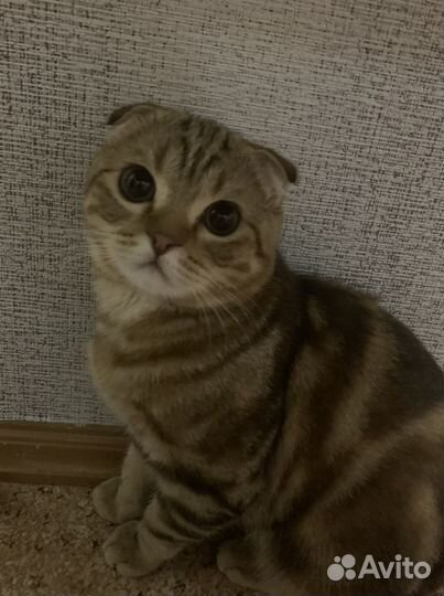 Шотландская