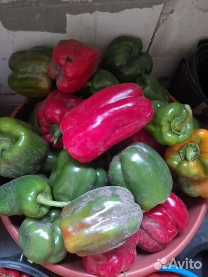 Перец болгарский