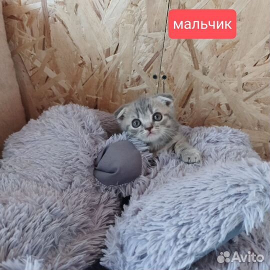 Шотландские котята