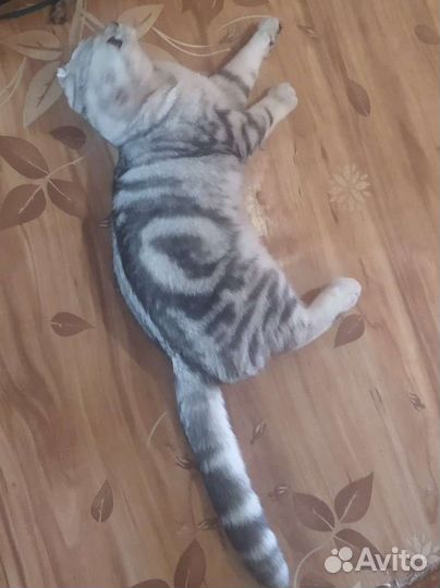 Шотландский фолд вязка