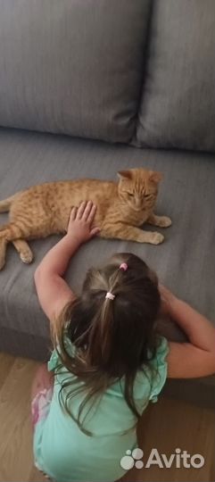 Рыжий кот Рон в добрые руки