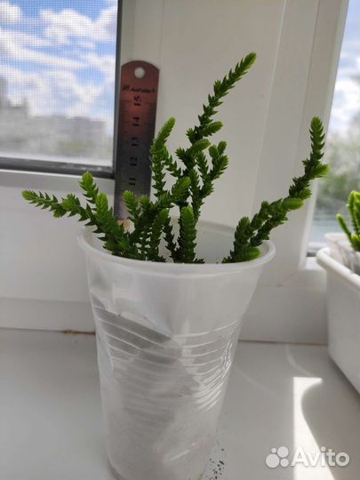 Крассула Ликоподиойдес или Плауновидная