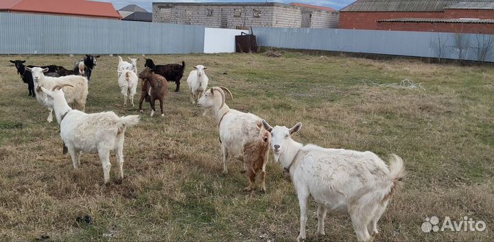 Корова и дойные козы козёл