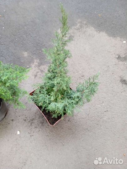 Можжевельник