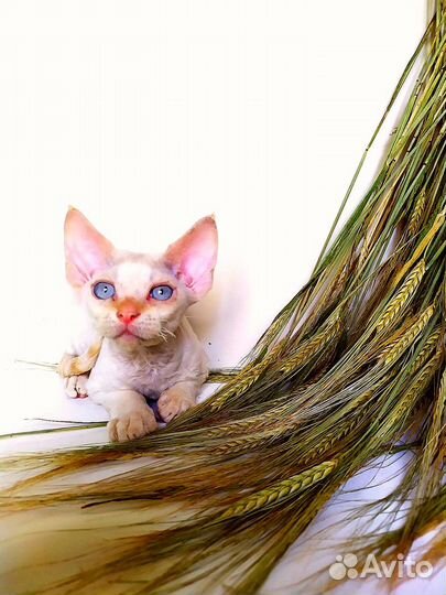 Девон-рекс котятки