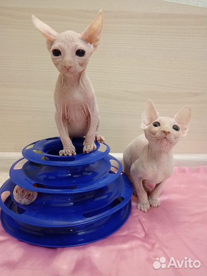 Канадский сфинкс. Котята