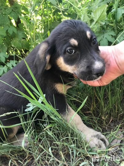 Щенок девочка в добрые руки бесплатно