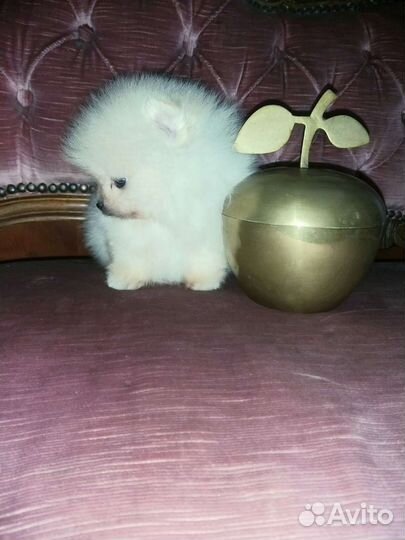 Микро Крошка Померанский шпиц