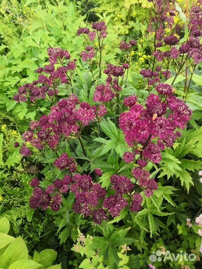 Цветы для дачи