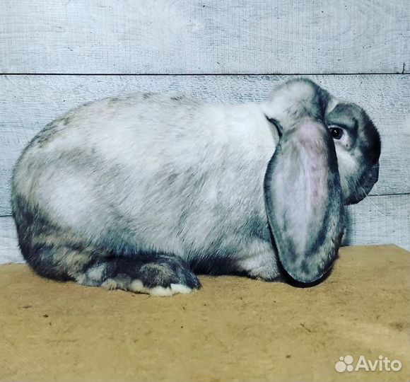 Кролики мясных пород
