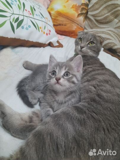 Котёнок от вислоухой кошки