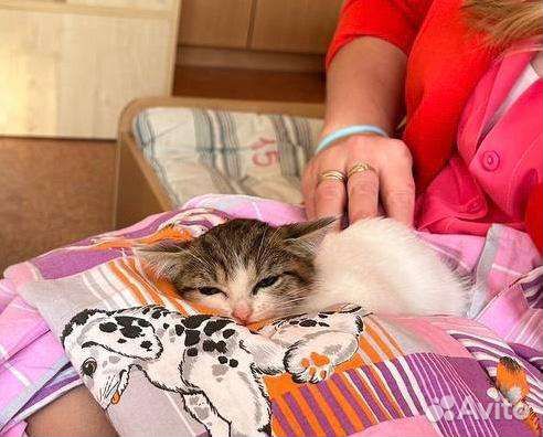 Кошки